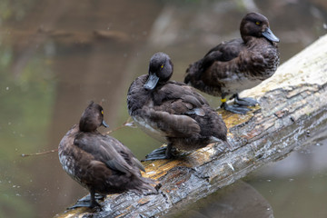 Fototapeta premium photo of a Beautiful duck in the wild in bavarian forest, germany