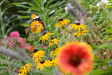 Schmetterling 652 © K.-U. Häßler