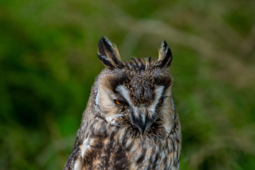 Portrait of a long eared owl (Asio otus) with detail of the face and head