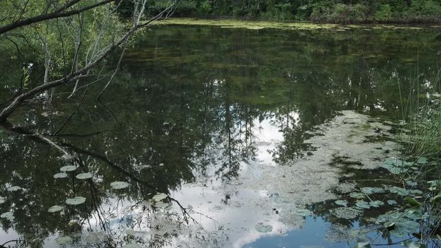 Pond, Nenuphar, Algae in Summer.  Tree Branch Through Water. Sky Reflection. 4K