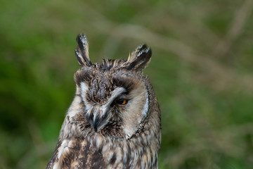 Portrait of a long eared owl (Asio otus) with detail of the face and head