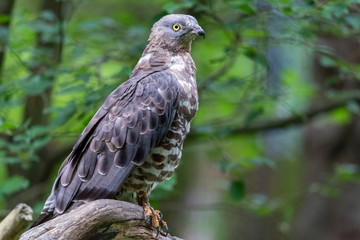 Close-up portrait of European honey buzzard (Pernis apivorus) also known as Common pern.