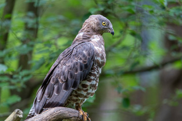 Close-up portrait of European honey buzzard (Pernis apivorus) also known as Common pern.