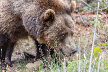 Large Carpathian brown bear portrait in the woods Europe Germany.