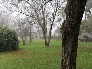 Fototapeta na wymiar parque en un diá de niebla