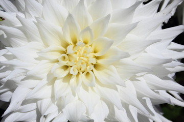 Soft white and yellow dahlia flower. 