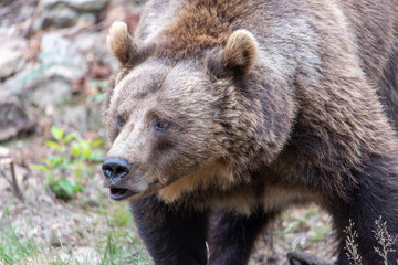 Large Carpathian brown bear portrait in the woods Europe Germany.
