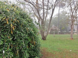 parque en un diá de niebla