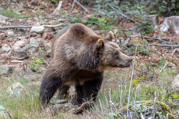 Large Carpathian brown bear portrait in the woods Europe Germany.