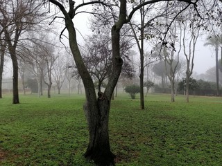 Fototapeta premium parque en un diá de niebla