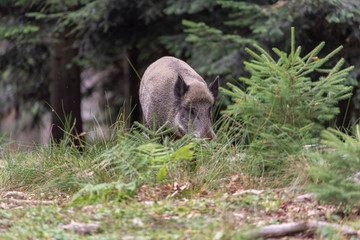 Sus scrofa. The wild nature of the bermany.