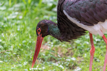 Black stork, Ciconia nigra in a german nature park