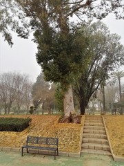 parque en un diá de niebla