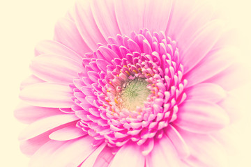 closeup of a pink gerbera daisy