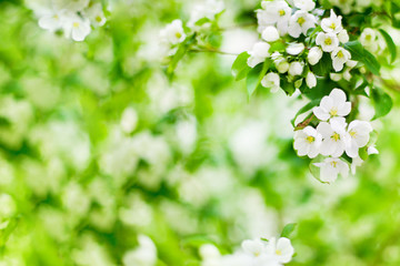 White blooming flowers on apple tree branch soft focus, green leaves blurred bokeh background, beautiful spring cherry blossom, summer nature, springtime orchard garden in bloom, natural floral design