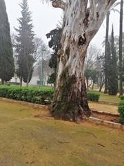 parque en un diá de niebla