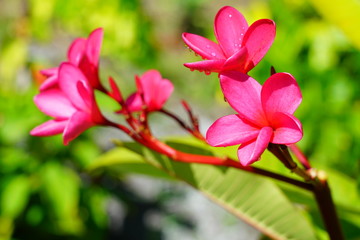 Obraz premium Fragrant blossoms of white and pink frangipani flowers, also called plumeria and melia
