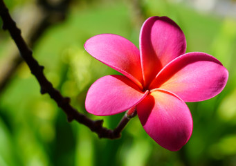 Fragrant blossoms of white and pink frangipani flowers, also called plumeria and melia