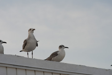 seagulls line up perched on top of a building at sundown