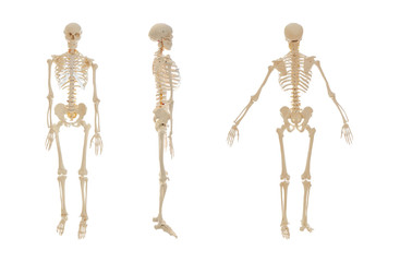 Collage of artificial human skeleton model on white background