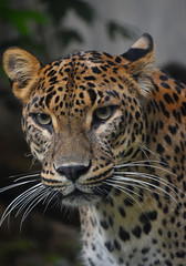 Close-Up Of Leopard