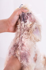 Veterinarian inspecting dog with skin irritation with yeast, fungal infection