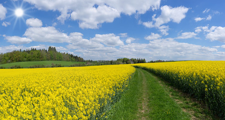 Wiesenweg durch gelbe Rapsfelder im Frühling bei blauem Himmel mit Wolkenlandschaft und Sonne