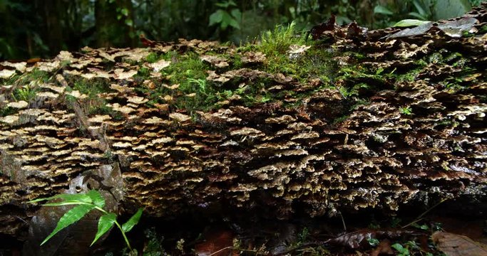 Rotting log on the rainforest floor covered in bracket fungi. Near Baeza on the Amazonian slopes of the Andes, Ecuador.