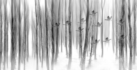 Abstract nature and birds. Double exposure effect. Nature background.