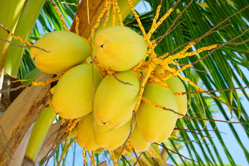 Green young coconuts growing on a palm tree