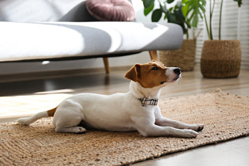 Cute four months old Jack Russel terrier puppy with folded ears at home. Small adorable doggy with...