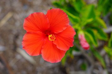 Red hibiscus flower in bloom