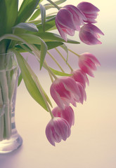 Bouquet of tulips isolated on white background.Spring greeting card.