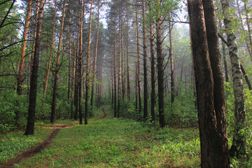 Fototapeta na wymiar A summer pine forest and a winding path running away into the distance