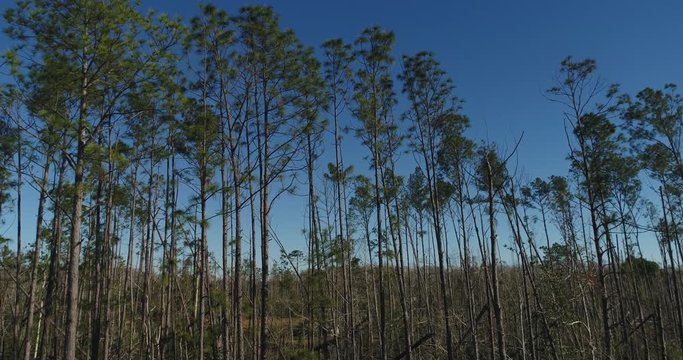Aerial panning shot of long leaf pine trees in Florida