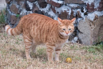 Red cat photographed in Pula Cagliari Italy