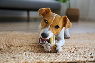 Cute four months old Jack Russel terrier puppy with folded ears at home. Small adorable doggy with...