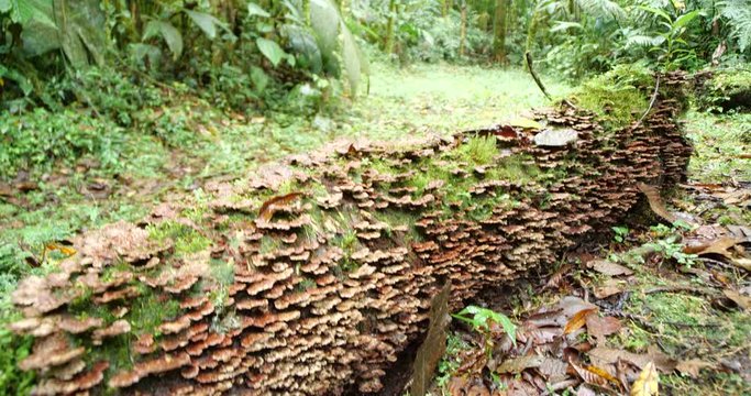 Rotting log on the rainforest floor covered in bracket fungi. Near Baeza on the Amazonian slopes of the Andes, Ecuador.