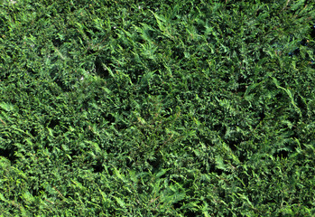 thuja green leaf background