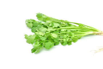 Fresh Pak Chi or Cilantro, Thai Herb on White Background