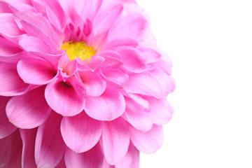 Fototapeta premium Beautiful pink dahlia flower on white background, closeup view
