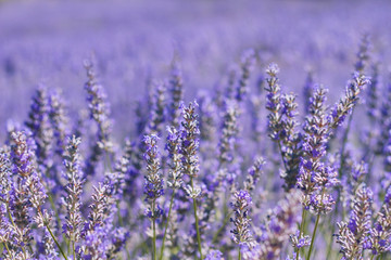 Purple lavender flowers in bloom