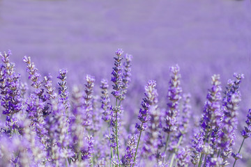 Purple lavender flowers 