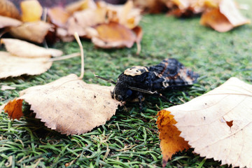 Photograph of the butterfly 