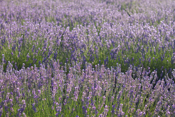 Obraz premium Purple lavender fields in bloom