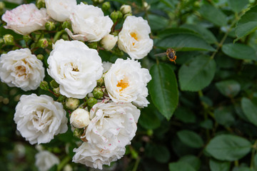 white roses opening on the floor outside