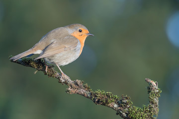 The Red robin at sunrise (Erithacus rubecula)