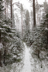 winter fairy tale beautiful forest covered by snow