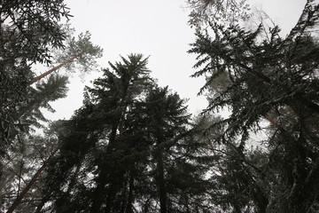 Tall pine tree in snow in winter forest