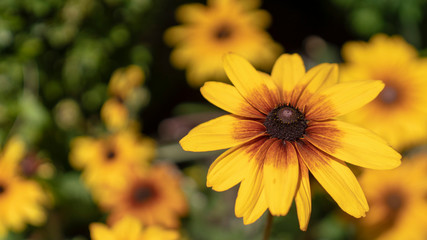 yellow daisy flower